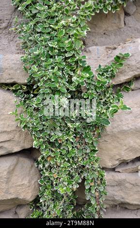 L'arbusto ornamentale sempreverde Euonymus fortunei cresce nel giardino Foto Stock