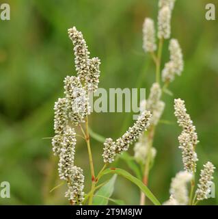 Erbaccia Persicaria lapathifolia cresce in un campo tra le colture agricole. Foto Stock