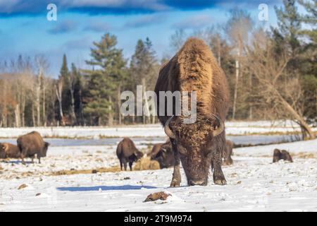 Bisonte americano (Bison bison), chiamato anche bisonte americano in inverno Foto Stock