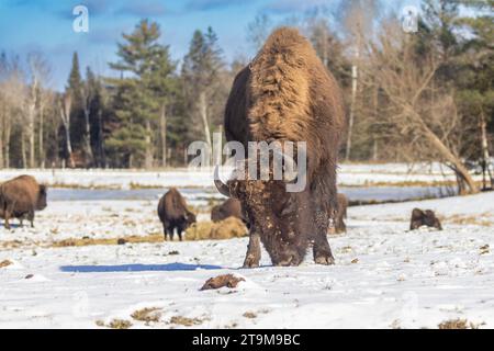 Bisonte americano (Bison bison), chiamato anche bisonte americano in inverno Foto Stock
