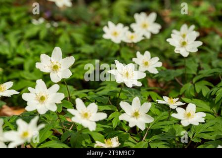 Un gruppo di anemoni di legno fioriti (Anemonoides nemorosa) in una foresta. Conosciuto anche come fiore di vento o thimbleweed europeo Foto Stock