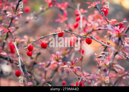 Anca rosa su un ramo. Bacche invernali. Bacche rosse autunnali in giardino. Rosa canina su cespuglio asciutto. Paesaggio di novembre. La natura invernale nei dettagli. Foto Stock