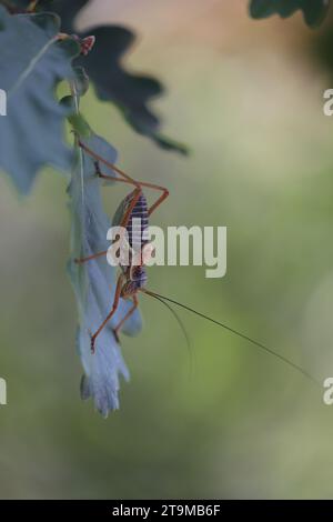 barbitisti: cavalletta su una foglia di quercia Foto Stock