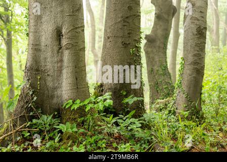 Primo piano dei possenti tronchi di vecchi faggi in una nebbiosa foresta primaverile sul crinale di Weserbergland, Germania Foto Stock