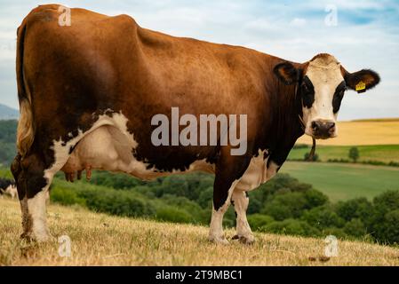 Ripresa dall'angolazione bassa di una bella mucca Holstein frisone bianco-marrone su un pascolo, guardando verso la macchina fotografica, Germania Foto Stock