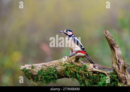 Il grande picchio maculato, Dendrocopos Major, arroccato su un ramo morto coperto di muschio. Foto Stock