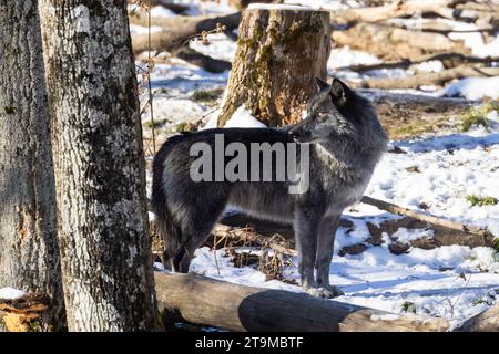 Ritratto invernale del lupo nordoccidentale (Canis lupus occidentalis) Foto Stock