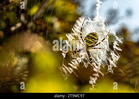 Foto ravvicinata di un'impressionante ragno di vespa (Argiope bruennichi) con marcature gialle e nere Foto Stock