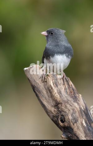 junco dagli occhi scuri (Junco hyemalis) in autunno Foto Stock