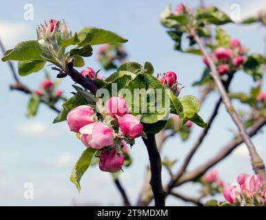 Boccioli rosa su un albero di mele Bramley all'inizio di maggio Foto Stock