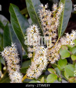 Fioritura della pianta di alloro di Prunus laurocerasus 'otto Luyken' a maggio Foto Stock