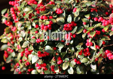 Grappoli di bacche rosse autunnali sul Cotoneaster divaricatus Foto Stock