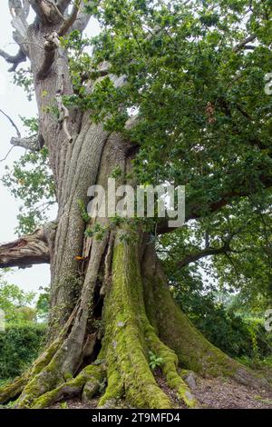 Si pensa che il Hundred Guinea Oak Tree e l'antica quercia abbiano più di 650 anni Foto Stock