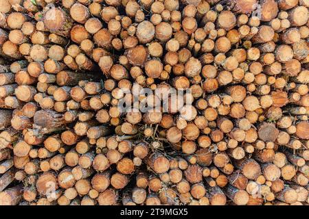 Vista laterale di un'enorme pila di tronchi di legno nella foresta delle Landes, in Francia Foto Stock