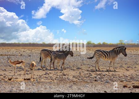 Una piccola mandria di zebra comune in piedi sulle piane asciutte di Etosha, con due springbok in piedi nelle vicinanze. Foto Stock