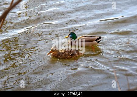 Un paio di anatre domestiche nuotano sul fiume, anatre illuminate dal sole sul fiume, Anatinae Foto Stock