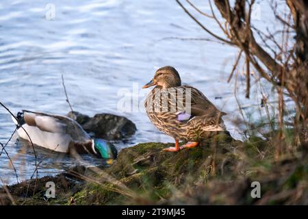 Anatre sulla riva del fiume, anatre illuminate dal sole, Anatinae Foto Stock