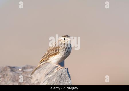 Pipit di Berthelot, Anthus berthelotii madeirensis, su Madeira. Foto Stock