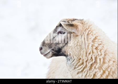 Ritratto ravvicinato delle pecore domestiche sul pascolo invernale coperto dalla neve. Bestiame in una piccola azienda agricola nella campagna della repubblica Ceca. Spazio di copia per il testo. Foto Stock