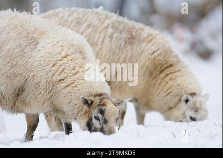 Le pecore domestiche cercano cibo sotto la neve in inverno. Bestiame in una piccola azienda agricola nella campagna della repubblica Ceca. Foto Stock