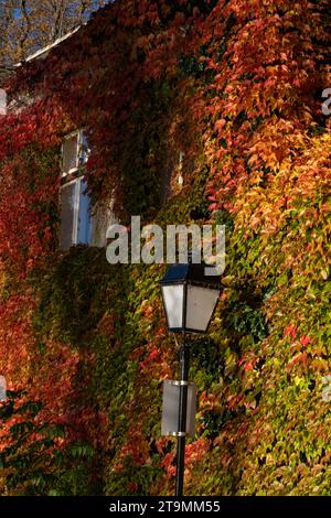 La vite colorata lascia Dürnstein in un giorno d'autunno Foto Stock