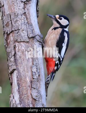 Una femmina di Dendrocopus Major picchio maculato su un vecchio tronco di alberi nelle Cotswold Hills Foto Stock