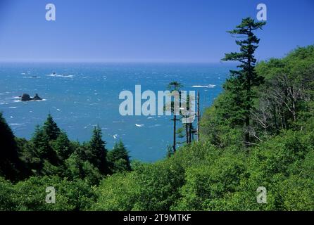 Alberi lungo la costa, Samuel Boardman State Park, Oregon Foto Stock