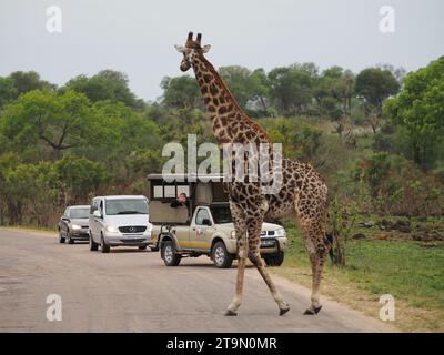 Grande giraffa nel parco nazionale Kruger vicino a Skukuza, in Sudafrica, che guarda diversi veicoli turistici Foto Stock