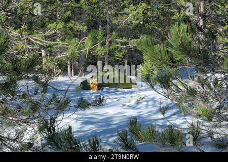 Tenda in una pineta innevata del Parco dell'Etna, Sicilia Foto Stock