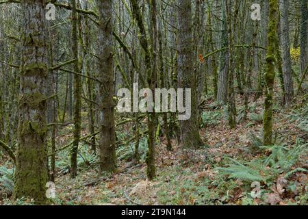 Una fitta foresta con alberi ricoperti di muschio e licheni, e il terreno ricoperto di foglie e felci, in autunno a Eugene, Oregon. Foto Stock