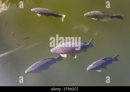 Gregge di carpa nello stagno, carpa comune eurasiatica o europea in latino, Cyprinus carpio, variante senza scaglie Foto Stock