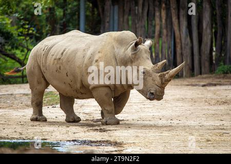 rinoceronte bianco in latino ceratotherium simum Foto Stock