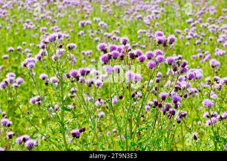 Cardo strisciante (cirsium arvense), che mostra un pezzo di terreno desolato dominato dall'alta pianta rosa fiorita o erba. Foto Stock