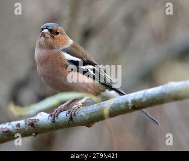 Chaffinch comune (Fringella Coelebs) Foto Stock
