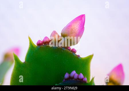 Immagine macro dei boccioli di apertura di un cactus di Natale, noto come Schlumbergera. Foto Stock