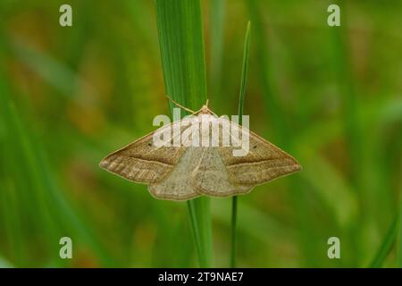 Petrophora chlorosata Family Geometridae genere Petrophora Brown Silver-line Moth Wild Nature insetti carta da parati, foto, fotografia Foto Stock