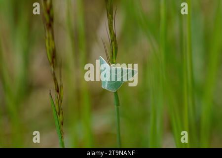 Chlorissa viridata famiglia Geometridae genere Chlorissa piccola erba falena smeraldo natura selvaggia insetti carta da parati, foto, fotografia Foto Stock