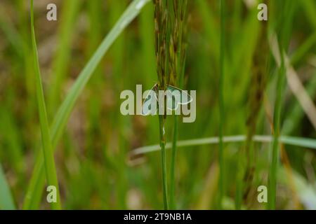 Chlorissa viridata famiglia Geometridae genere Chlorissa piccola erba falena smeraldo natura selvaggia insetti carta da parati, foto, fotografia Foto Stock