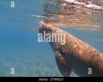 Il dugong (Dugong dugon) respira sott'acqua. Mucca marina. Foto Stock