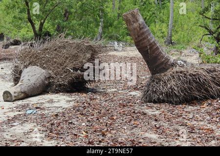 Paesaggio suggestivo con tronchi di palma morti, tagliati, con radici esposte, su sabbia sporca con foglie asciutte in una giornata nuvolosa e vegetazione. Foto Stock