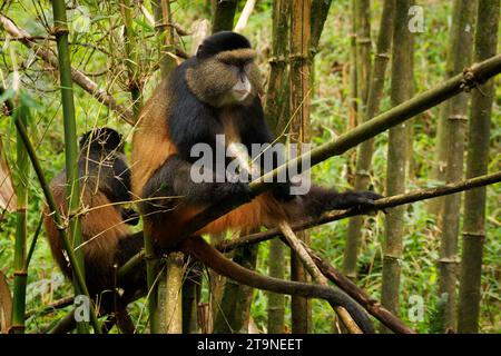 Scimmia dorata - Cercopithecus kandti originariamente sottospecie di scimmia blu (Cercopithecus mitis kandti), trovata a Mgahinga in Uganda, Vulcani nel Rwan Foto Stock