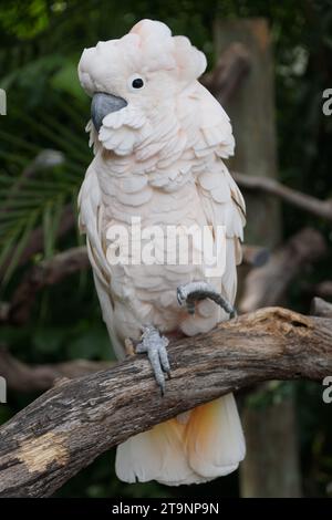 Primo piano di un Cockatoo salmone Crested che si arrocca sul ramo Foto Stock