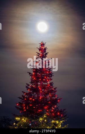 Albero di Natale all'aperto decorato con luci natalizie, decorazioni natalizie all'aperto sotto la luce di una luna piena Foto Stock