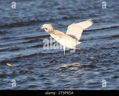 L'egretta rossiccia bianca morfa (Egretta rufenses) insegue un pesce nella baia di Galveston Foto Stock