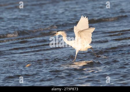 L'egretta rossiccia bianca morfa (Egretta rufenses) insegue un pesce nella baia di Galveston Foto Stock