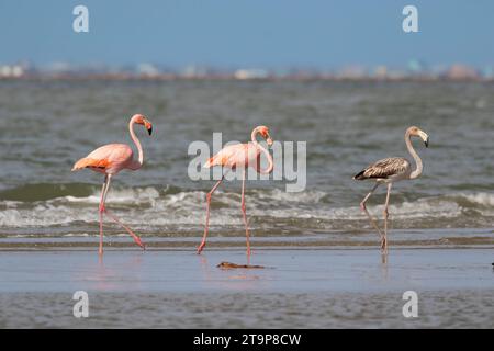 American flamingo (Phoenicopterus ruber) Galveston, Texas Foto Stock