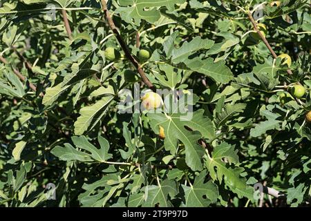 fichi che crescono su rami di fichi con foglie verdi Foto Stock