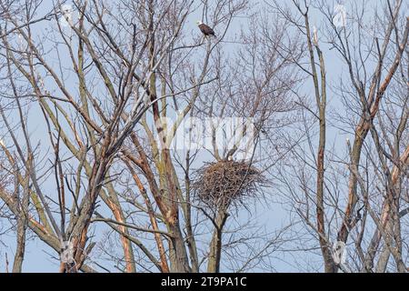 Aquile calve sopra e sul loro nido vicino a Savanna, illinois, sul fiume Mississippi Foto Stock