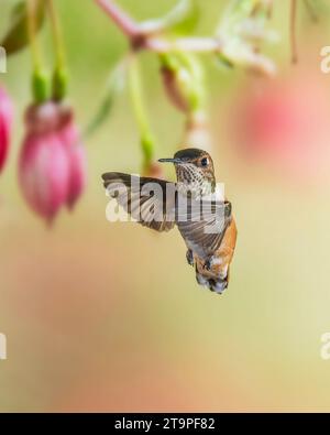 Immaturo maschio Rufous Hummingbird in volo Foto Stock