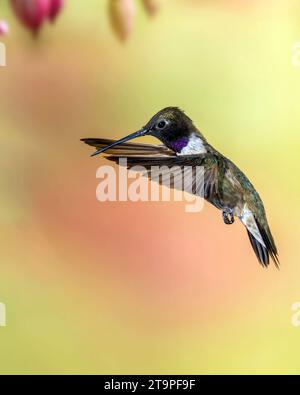 Hummingbird maschio con il mento nero in volo Foto Stock